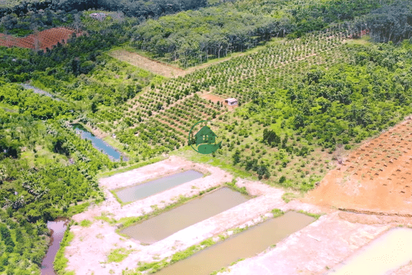 Đất Vườn Đắk Nông, 3ha xã Nghĩa Thắng, huyện Đắk R'Lấp, nguồn thu đa dạng, sầu riêng, cà phê, tiêu
