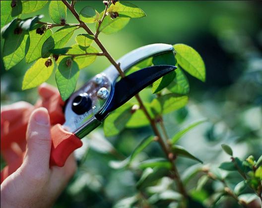 Bí quyết làm đẹp cho khu vườn nhỏ