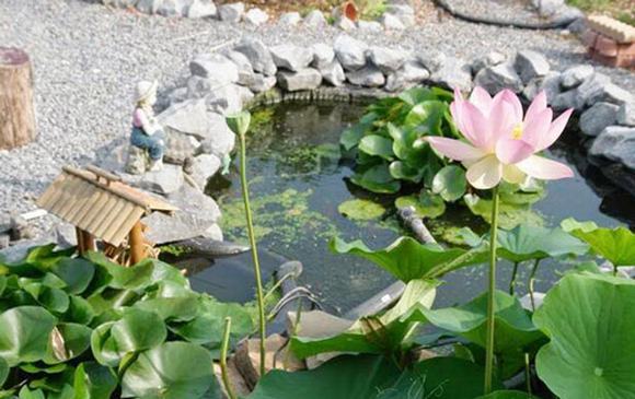 Kinh nghiệm thiết kế ao sen trong nhà vườn