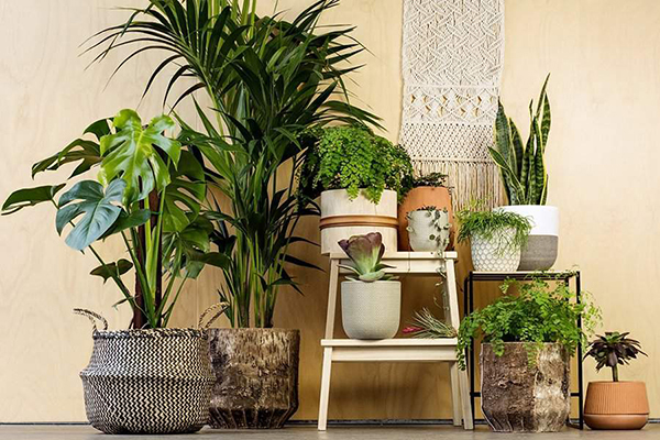 Kinh nghiệm bố trí cây xanh trong nhà